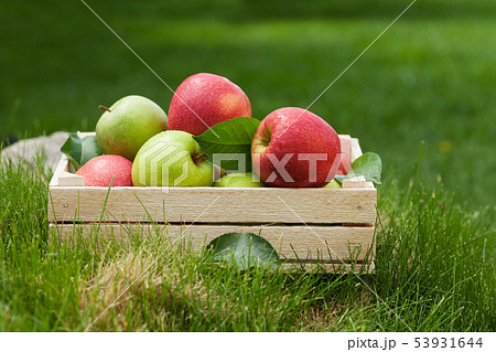 Fresh garden green and red apples in box 53931644