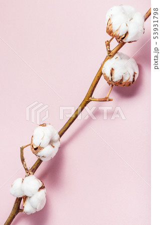 natural dried branch of cotton plant on pink natural dried branch of cotton plant on pink 53931798