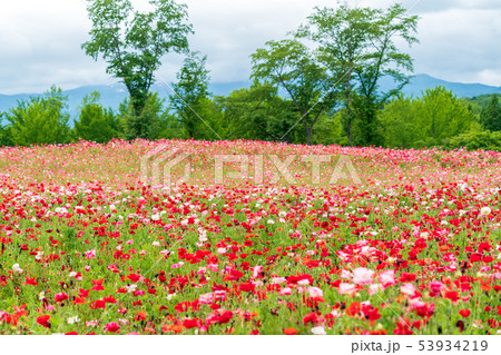ポピーの花畑 宮城川崎 ポピーの花畑 宮城川崎 53934219