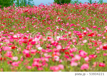 ポピーの花畑    宮城川崎 53934221