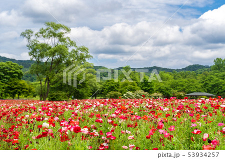 ポピーの花畑 宮城川崎 ポピーの花畑 宮城川崎 53934257