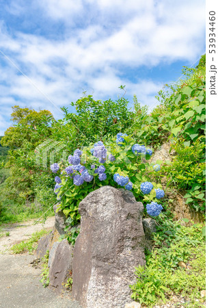 形原温泉あじさいの里6298 形原温泉あじさいの里6298 53934460