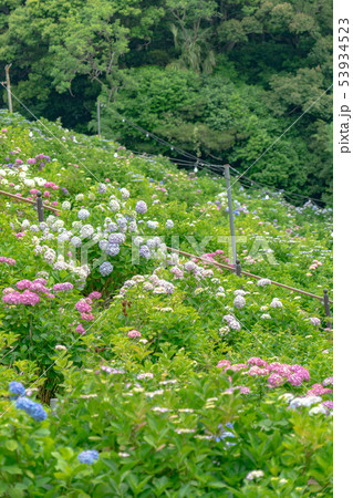 形原温泉あじさいの里6179 形原温泉あじさいの里6179 53934523