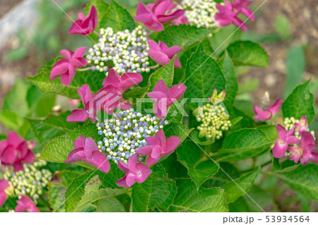 形原温泉あじさいの里6062 53934564