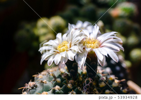 beautiful white flowers of blooming cactus 53934928