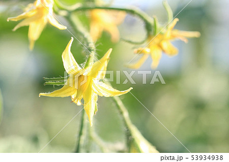 トマトの花　トマト栽培 53934938