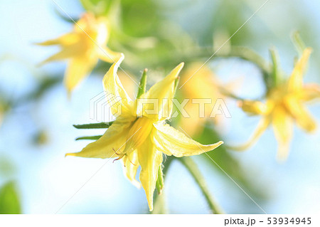 トマトの花　トマト栽培 53934945