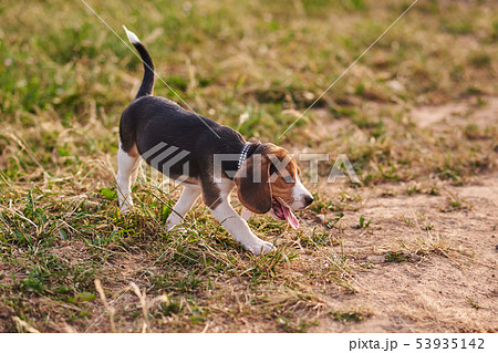 Beagle puppy running around, tongue hanging out 53935142