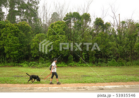 Man walking dog 53935546
