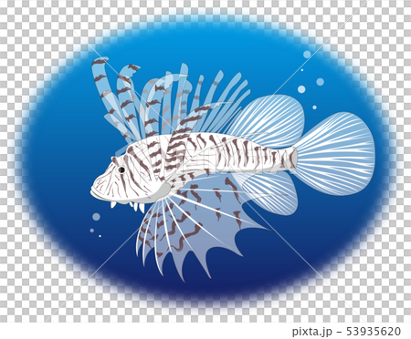 ミノカサゴのイラストのイラスト素材 [53935620] - PIXTA