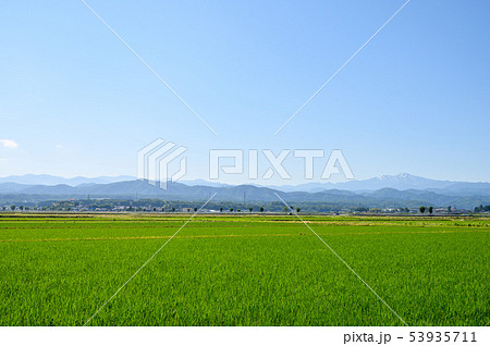 白山遠望と田んぼ　6月中旬撮影　石川県能美市 53935711