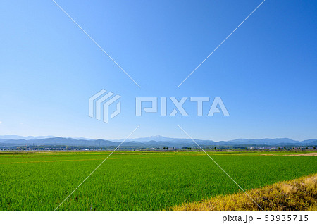 白山遠望と田んぼ　6月中旬撮影　石川県能美市 53935715