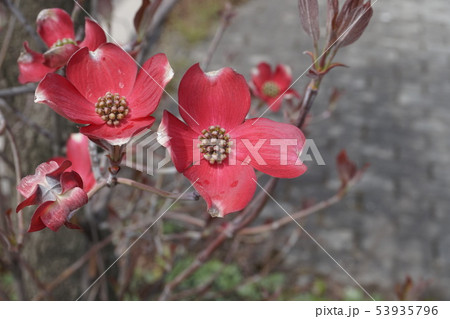 ハナミズキ 53935796