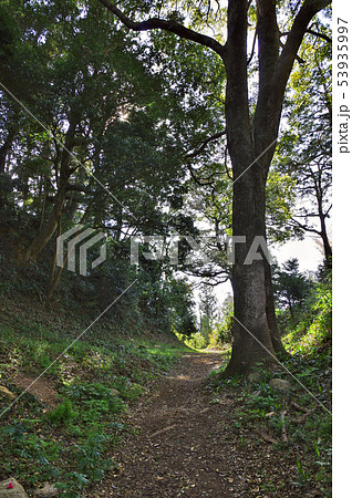 田丸城北の丸北側の空堀 田丸城北の丸北側の空堀 53935997