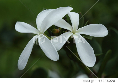 自然　植物　オオバナカリッサ、多くはないようですが沖縄では露地植えされているのを見かけます 53936028