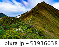 谷川岳主稜線を歩く登山者と花 53936038