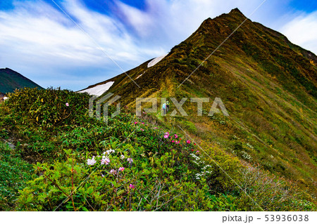 谷川岳主稜線を歩く登山者と花 53936038