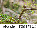 ミソサザイのさえずり 53937818
