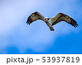 ミサゴの眼光 53937819