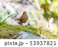 ミソサザイの叫び 53937821