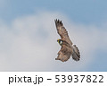 ハヤブサの背中 53937822