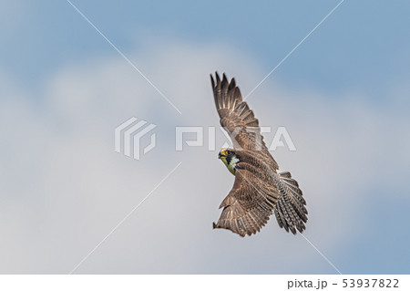 ハヤブサの背中 53937822