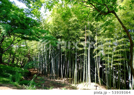 都立殿ヶ谷戸庭園の竹林 53939364