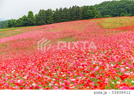 天空のポピー 53939412