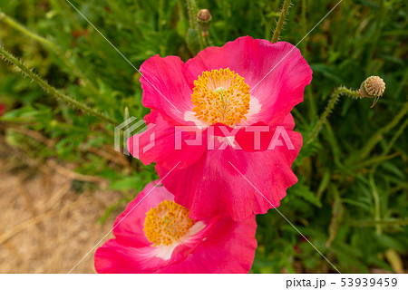 ポピー ポピー 53939459