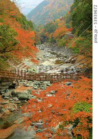 祖谷のかずら橋 紅葉風景 祖谷のかずら橋 紅葉風景 53939672