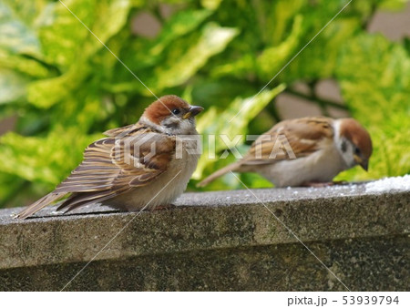 すずめのヒナ 53939794