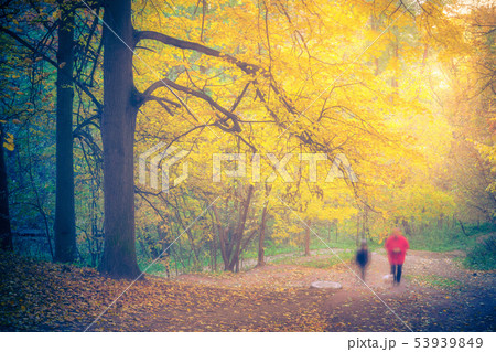 Foggy autumn forest Foggy autumn forest 53939849