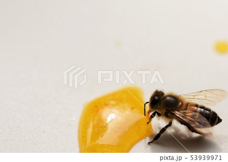ハチミツとミツバチ　クローズアップ　素材　背景 53939971