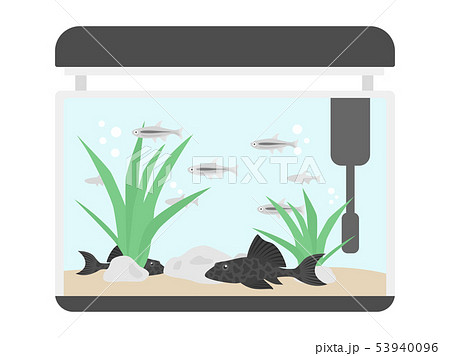 熱帯魚の水槽 熱帯魚の水槽 53940096