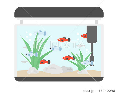 熱帯魚の水槽のイラスト素材
