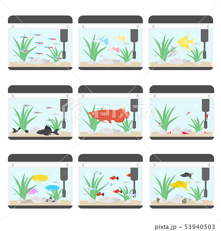 熱帯魚の水槽セットのイラスト素材