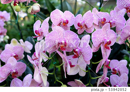 Beautiful Orchid flower in tropical garden Beautiful Orchid flower in tropical garden 53942052