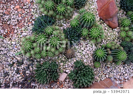 Cactus landscape. Cactus field. Garden of flower. Cactus landscape. Cactus field. Garden of flower. 53942071