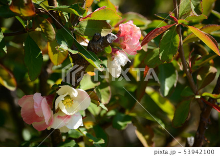 白とピンクの木瓜の花 53942100