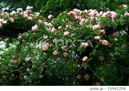つる薔薇 つる薔薇 53942208