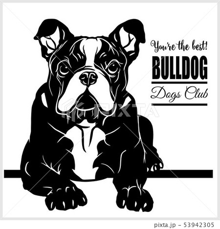 Bulldog - vector illustration for t-shirt, logo and template badges Bulldog - vector illustration for t-shirt, logo and template badges 53942305