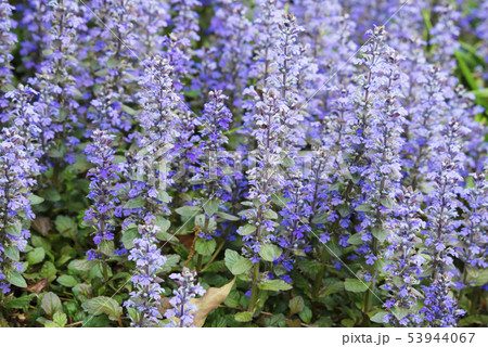 アジュガ 53944067