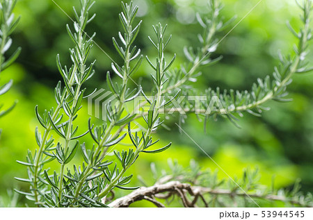 フレッシュハーブ　ローズマリー 53944545