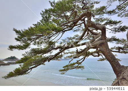 浦富海岸 松の木の写真素材