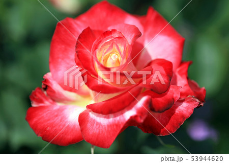 薔薇の花07 53944620