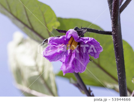 なすの花 53944666