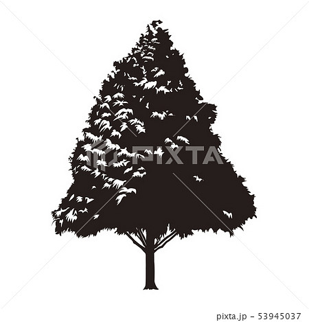 木 メタセコイアのイラスト素材