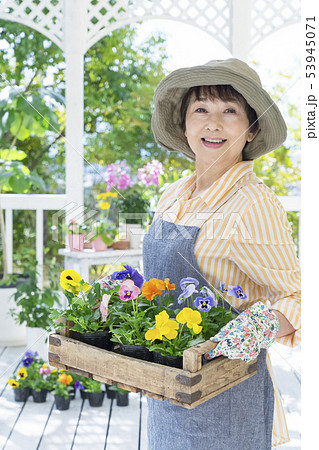 木箱のパンジーを持った笑顔のシニア女性 木箱のパンジーを持った笑顔のシニア女性 53945071
