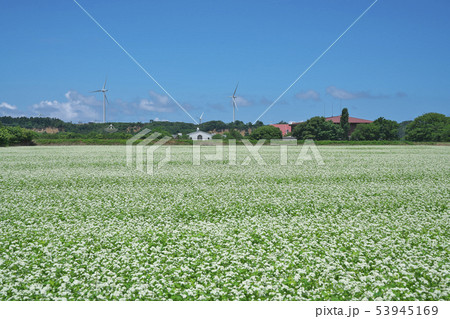 夏ソバ畑 53945169
