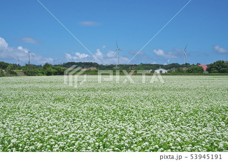 夏ソバ畑 53945191
